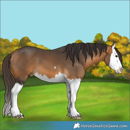 Horse Color:Buckskin Splash 
