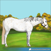 Horse Color:Buckskin Roan Dun Splash Appaloosa 