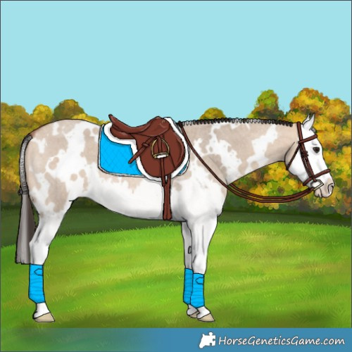 Horse Color:White Spotted Bay Roan Dun Splash 