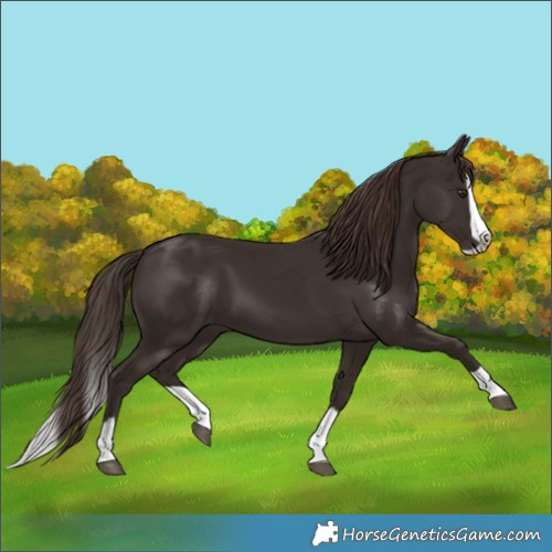 Horse Color:Liver Chestnut Splash Frame 