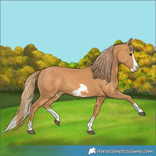 Horse Color:Chestnut Splash Frame