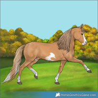 Horse Color:Chestnut Splash Frame 