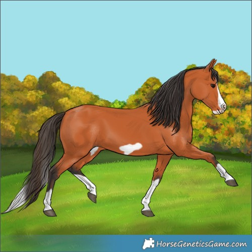 Horse Color:Bay Splash Frame
