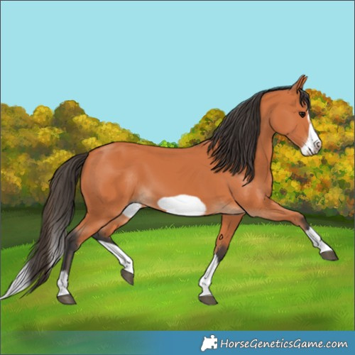 Horse Color:Bay Splash Frame