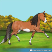 Horse Color:Bay Splash Frame 