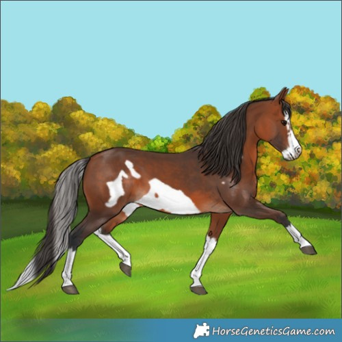Horse Color:Bay Splash Frame 