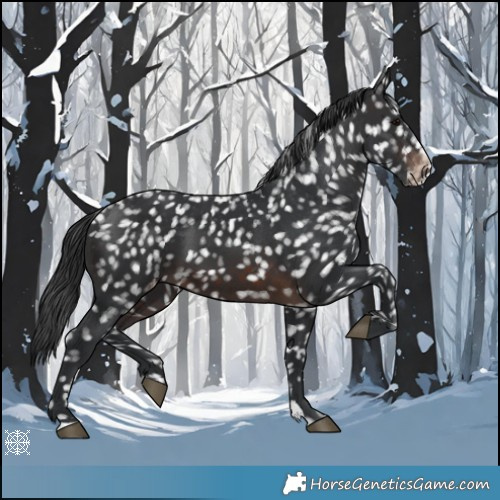 Horse Color:Brown Appaloosa 