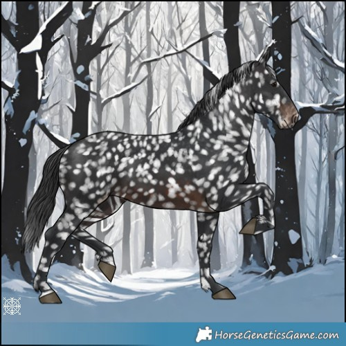 Horse Color:Brown Appaloosa