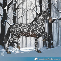 Horse Color:Brown Appaloosa 