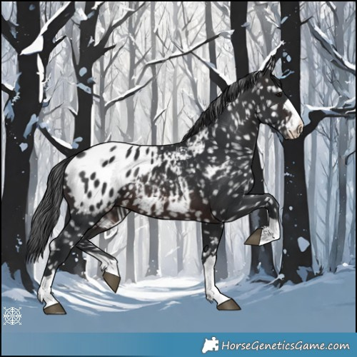 Horse Color:Brown Appaloosa