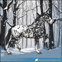 Horse Color:Brown Appaloosa 