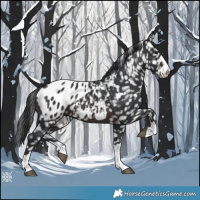 Horse Color:Brown Appaloosa 