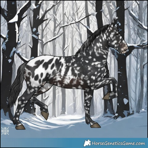 Horse Color:Brown Appaloosa 