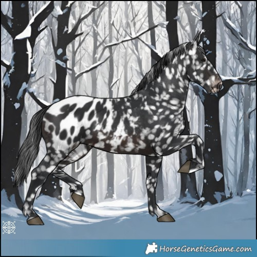 Horse Color:Brown Appaloosa 