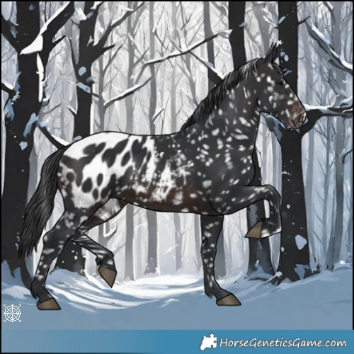Horse Color:Brown Appaloosa