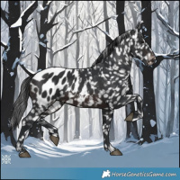 Horse Color:Brown Appaloosa 