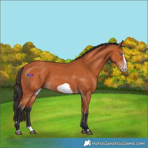 Horse Color:Bay Splash Frame 