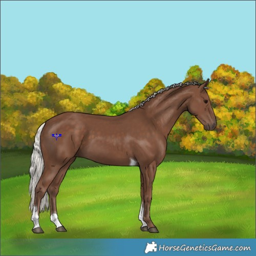 Horse Color:Silver Black Tobiano 