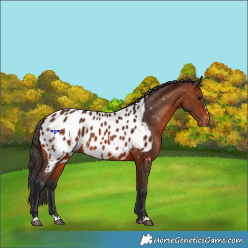 Horse Color:Bay Appaloosa 