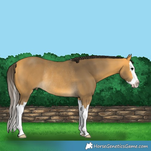 Horse Color:Buckskin Splash Rabicano 