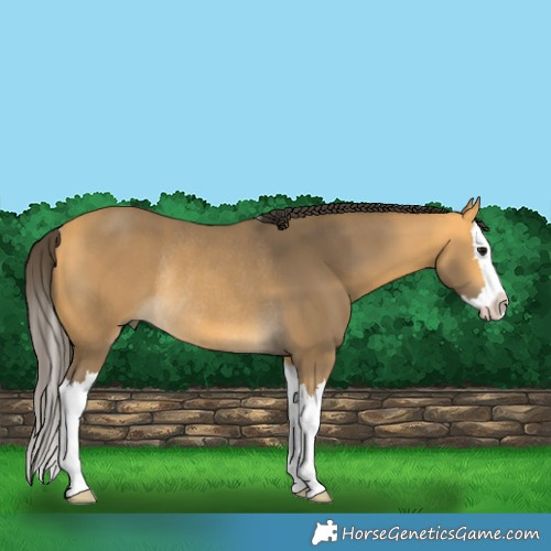 Horse Color:Buckskin Splash Rabicano 