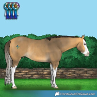 Horse Color:Buckskin Splash Rabicano 