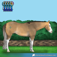 Horse Color:Buckskin Splash Rabicano 