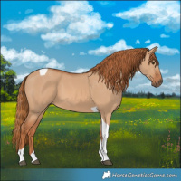 Horse Color:Red Dun Tobiano 