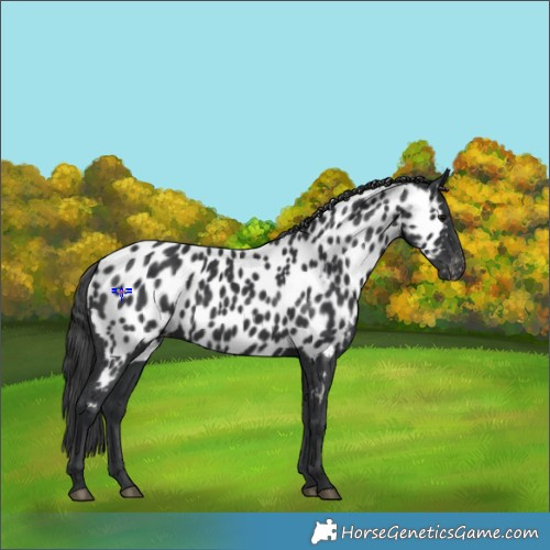 Horse Color:Black Appaloosa