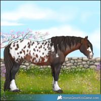 Horse Color:Brown Appaloosa