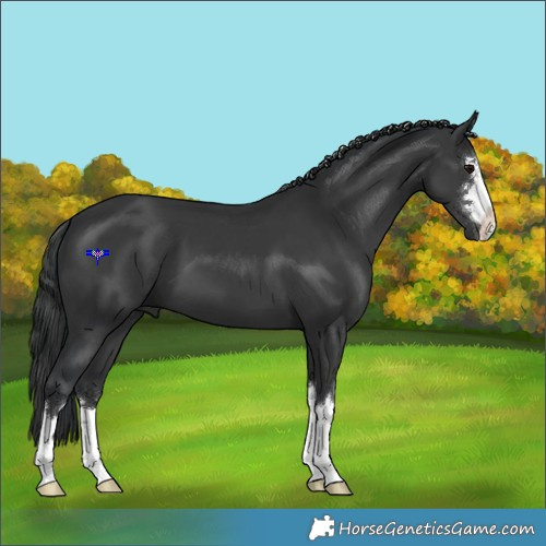 Horse Color:Black 