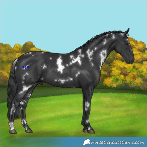 Horse Color:White Spotted Black 