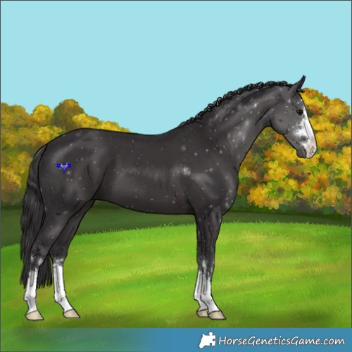 Horse Color:Smoky Black 
