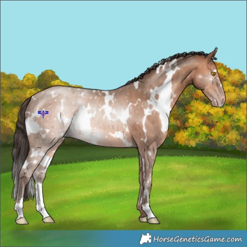 Horse Color:White Spotted Sable Champagne 