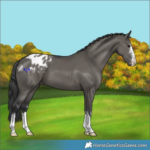 Horse Color:Grullo Varnish 