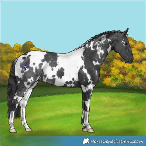 Horse Color:White Spotted Black 