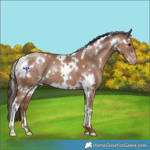 Horse Color:White Spotted Classic Champagne 