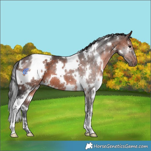 Horse Color:White Spotted Brown 