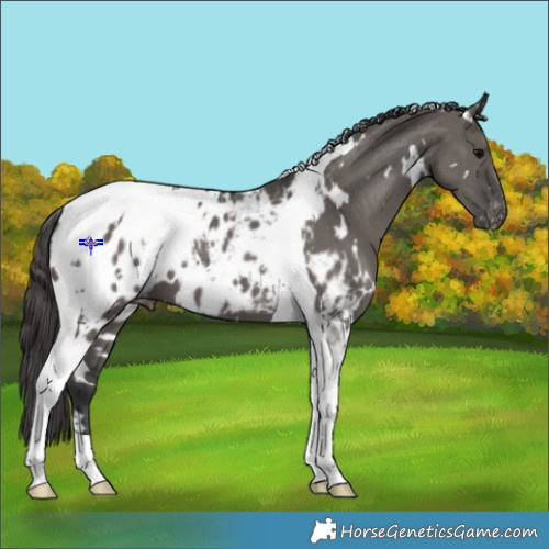 Horse Color:White Spotted Grullo Tobiano Blanket 