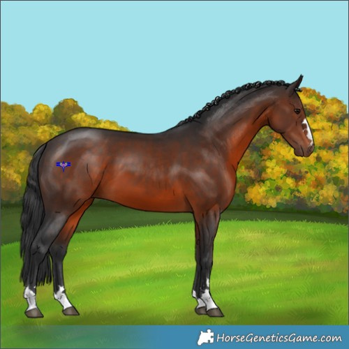Horse Color:Brown 