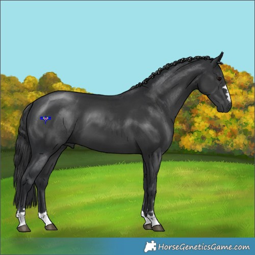 Horse Color:Black 