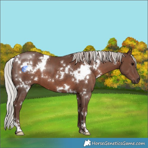 Horse Color:White Spotted Silver Black 