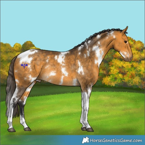 Horse Color:White Spotted Buckskin Tobiano Rabicano 