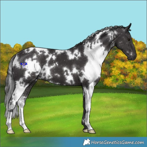 Horse Color:White Spotted Smoky Black 