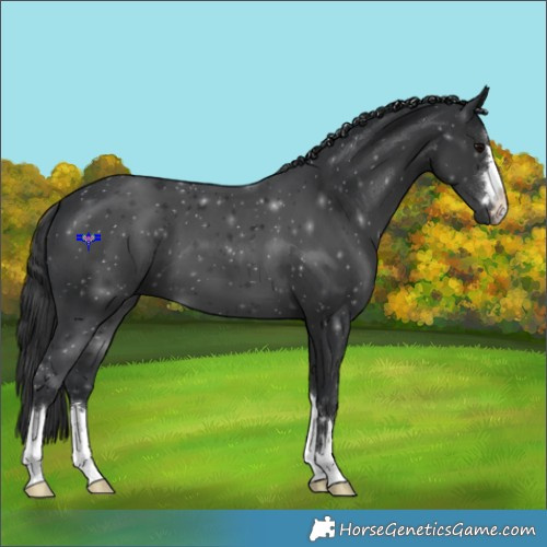 Horse Color:Black 