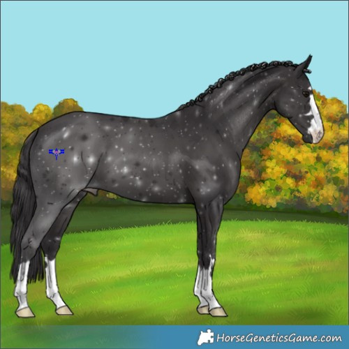 Horse Color:Smoky Black 