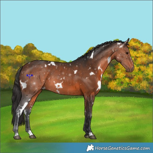Horse Color:White Spotted Brown 
