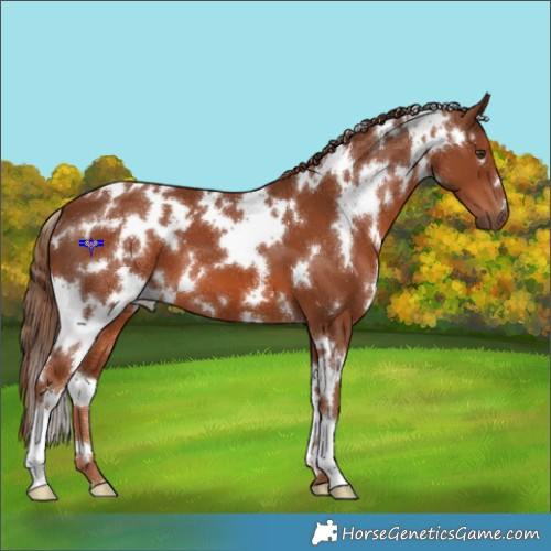 Horse Color:White Spotted Chestnut 