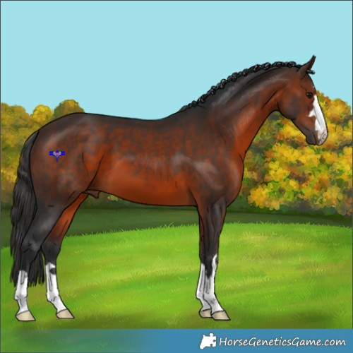 Horse Color:Brown 