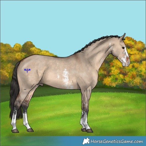 Horse Color:Brown Dun Sabino 